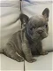 French Bulldog Puppies - 0 - Thumbnail