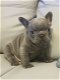 French Bulldog Puppies - 1 - Thumbnail