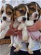 Beagle-puppy's klaar om te gaan - 0 - Thumbnail