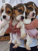 Beagle-puppy's klaar om te gaan