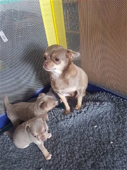 Mooie Chihuahua-puppy's te koop - 0
