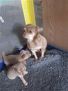 Mooie Chihuahua-puppy's te koop