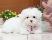 Bichon Frise pups