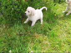 Golden Retriever-puppy's