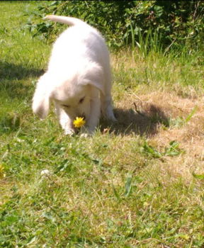 Golden Retriever-puppy's - 0