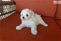 Bichon Frize puppies - 0 - Thumbnail