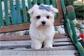 Bichon Frize puppies - 0 - Thumbnail