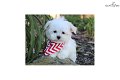 Bichon Frize puppies - 0 - Thumbnail