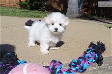 Bichon Frize puppies