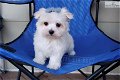 Bichon Frize puppies - 0 - Thumbnail