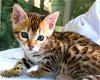 Mooie Bengaalse kittens - 2 - Thumbnail