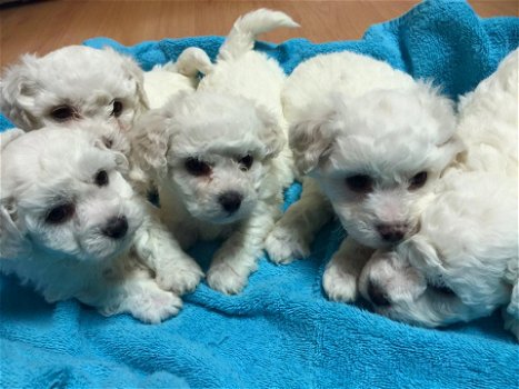 Bichon Frise-puppy's - 0