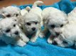 Bichon Frise-puppy's - 0 - Thumbnail