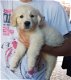 Golden Retriever-puppy's - 0 - Thumbnail