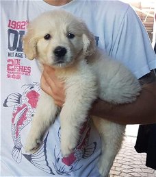 Golden Retriever-puppy's