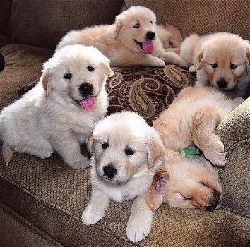 Golden Retriever-puppy's - 0