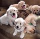 Golden Retriever-puppy's - 0 - Thumbnail