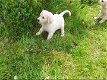 Golden Retriever-puppy's - 0 - Thumbnail