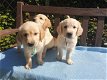 Golden Retriever-puppy's - 0 - Thumbnail