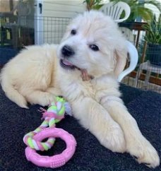 Golden Retriever-puppy's