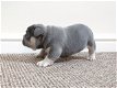 Franse bulldog pups - 0 - Thumbnail