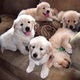 golden retrievers beschikbaar - 0 - Thumbnail