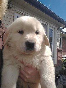 Golden Retriever-puppy's