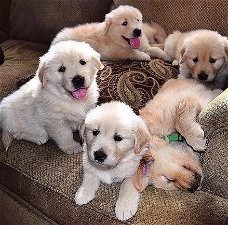 Golden Retriever-puppy's