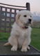 Golden Retriever-puppy's - 0 - Thumbnail