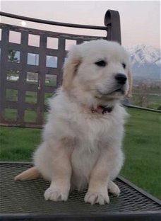 Golden Retriever-puppy's