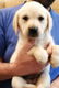 Golden Retriever-puppy's - 1 - Thumbnail