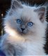 Ragdoll kittens gezocht - 0 - Thumbnail