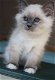 Ragdoll kittens gezocht - 1 - Thumbnail