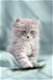 Ragdoll kittens gezocht - 2 - Thumbnail