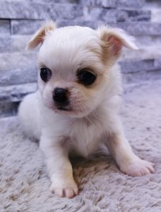 Schattige rasechte chihuahuapuppy met stamboom