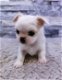 Schattige rasechte chihuahuapuppy met stamboom - 2 - Thumbnail