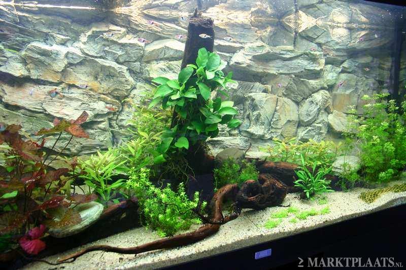 Rock 100×50 Polyester Aquarium achterwand. - nr. 1