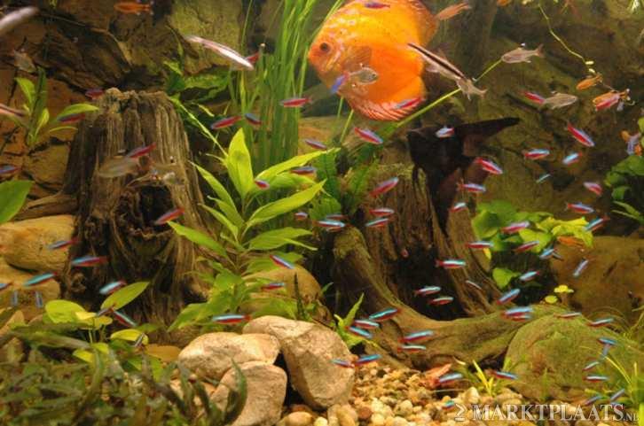 Root-Stone Aquarium -element RT-E49 - nr. 1