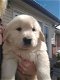 gouden puppy's voor adoptie - 0 - Thumbnail