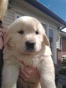 gouden puppy's voor adoptie