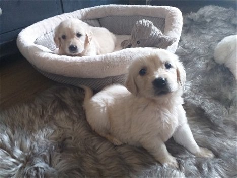 gouden puppy's voor adoptie - 0