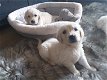 gouden puppy's voor adoptie - 0 - Thumbnail