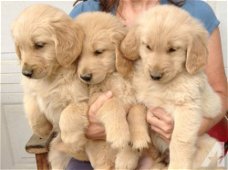 gouden puppy's voor adoptie