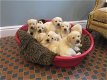 gouden puppy's voor adoptie - 0 - Thumbnail