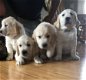 gouden puppy's voor adoptie - 0 - Thumbnail