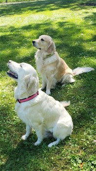 gouden puppy's voor adoptie - 0