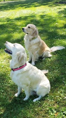gouden puppy's voor adoptie