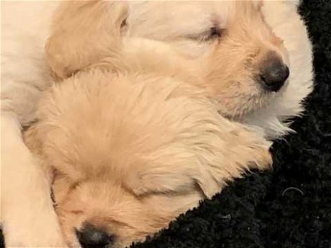 gouden puppy's voor adoptie - 0