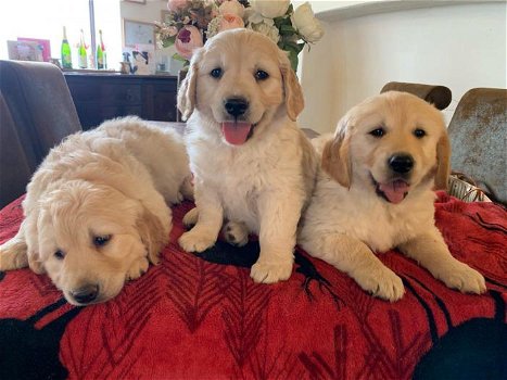 gouden puppy's voor adoptie - 0