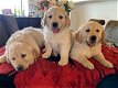 gouden puppy's voor adoptie - 0 - Thumbnail